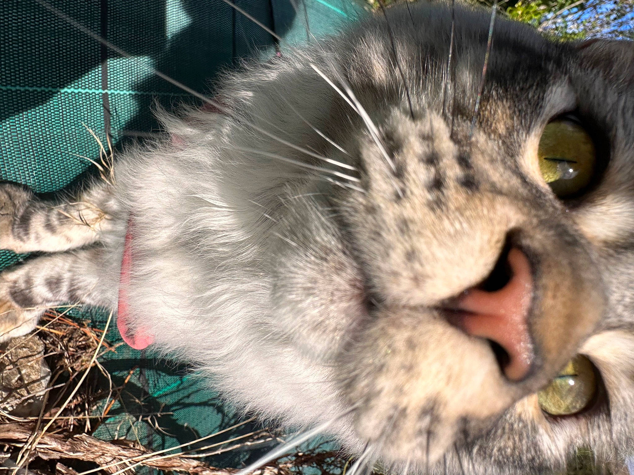 Uzy a rejoint le concours — aidez-le/la à gagner de superbes lots ! carnivore, cat, domestic_short_haired_cat, felidae, fur, grass, organism, paw, photo_caption, small_to_medium_sized_cats, snout, terrestrial_animal, tree, whiskers, wildlife, window