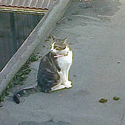 Mignon participe au concours pour gagner de l'argent avec cette photo :