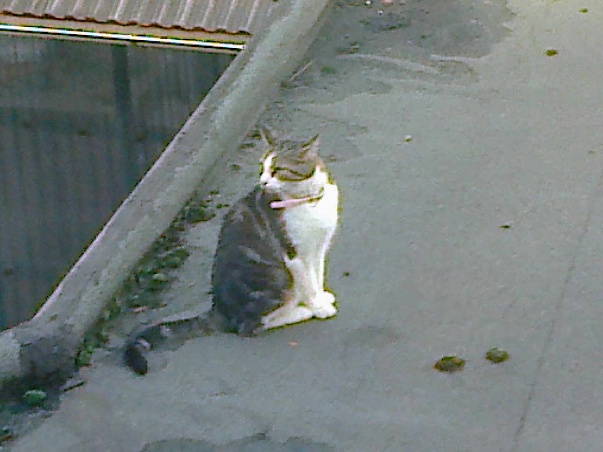 Mignon