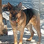 dog, german_shepherd, chain, outdoor, fence, animal, pet, canine, ears, tongue, standing, sunlight, shadow, ground, post, metal_chain, leaves, nature, alert, domestic_animal