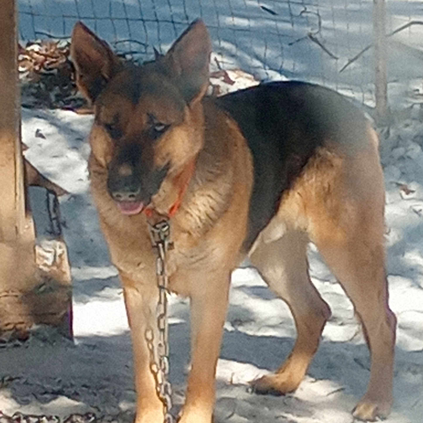Sexy Rexy joined the competition — help win amazing prizes! alert, animal, canine, chain, dog, domestic_animal, ears, fence, german_shepherd, ground, leaves, metal_chain, nature, outdoor, pet, post, shadow, standing, sunlight, tongue