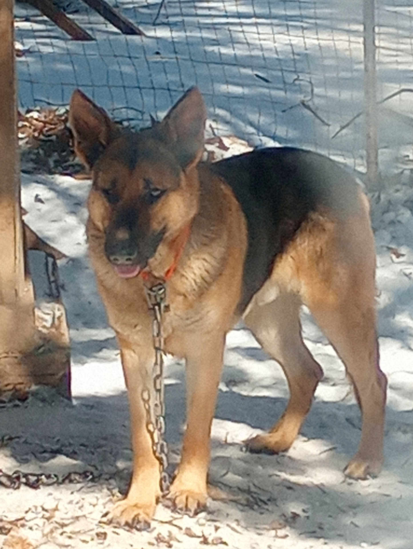 Sexy Rexy joined the competition — help win amazing prizes! dog, german_shepherd, chain, outdoor, fence, animal, pet, canine, ears, tongue, standing, sunlight, shadow, ground, post, metal_chain, leaves, nature, alert, domestic_animal