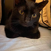 Frankie joined the competition — help win amazing prizes! abyssinian, animal, bed, blackcat, blanket, cat, couch, cushion, furniture, homedecor, kitten, manx, pet