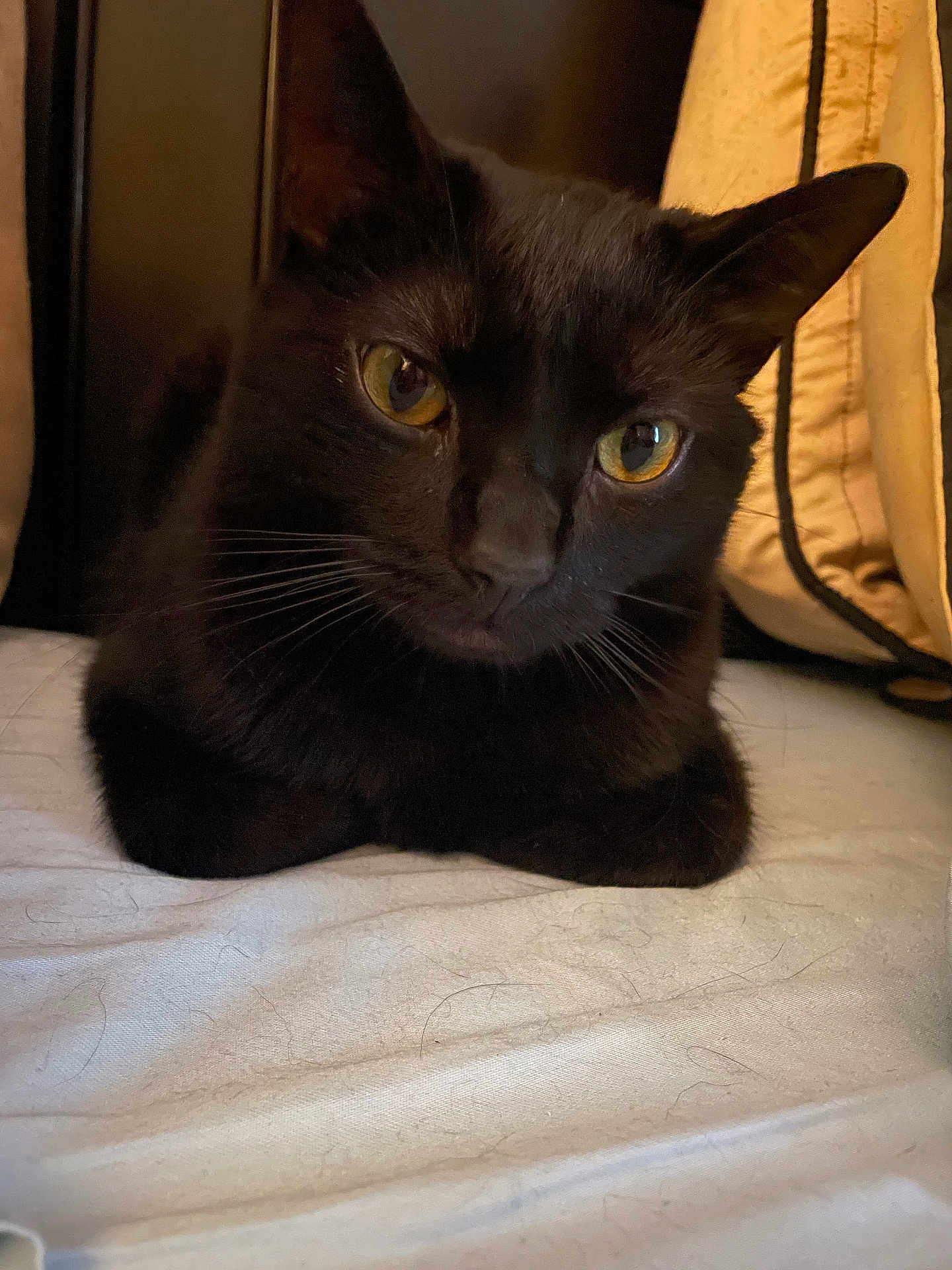 Frankie