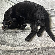 Frankie Beecher is registered to the contest to win money with this photo: animal, black_cat, carpet, cat, closeup, cozy, cute, domestic_cat, feline, floor, fur, indoor, lying_down, one_cat, paw, pet, relaxing, resting, tail, whiskers