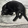 animal, black_cat, carpet, cat, closeup, cozy, cute, domestic_cat, feline, floor, fur, indoor, lying_down, one_cat, paw, pet, relaxing, resting, tail, whiskers