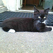 Cookie a rejoint le concours — aidez-le/la à gagner de superbes lots !