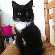 Cookie participe au concours pour gagner de l'argent avec cette photo :