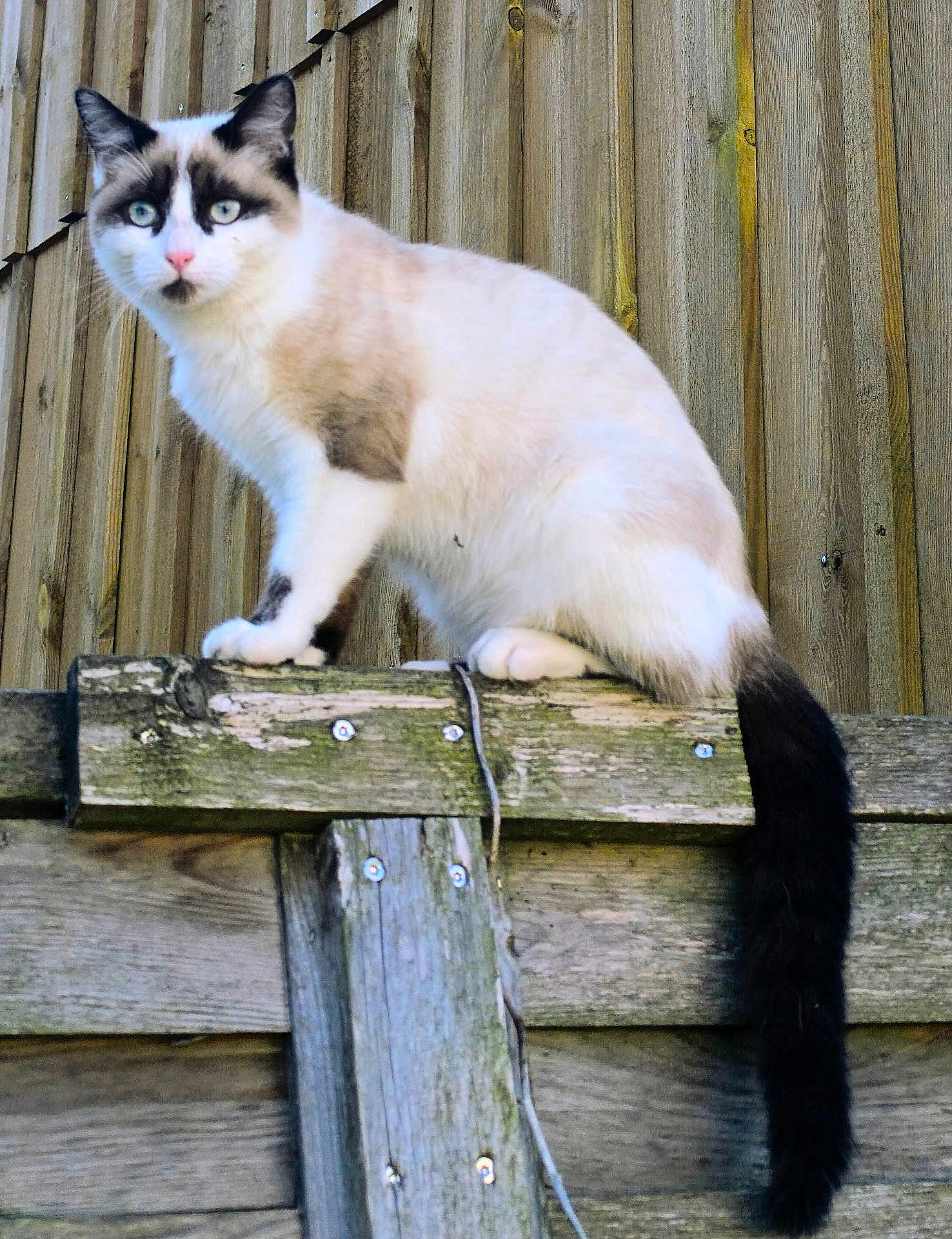 Alpha participe au concours pour gagner de l'argent avec cette photo : cat, animal, outdoor, fence, wood, tail, blue_eyes, fur, pet, mammal, portrait, nature, domestic_animal, whiskers, closeup, looking, standing, wooden_fence, curious, daylight