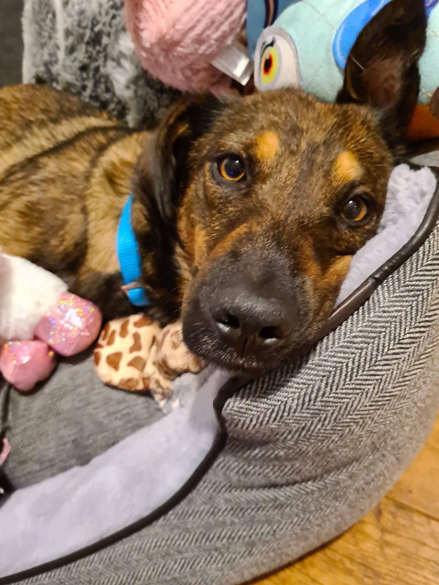 Nelson is registered to the contest to win money with this photo: canidae, carnivore, dog, dog_breed, dutch_shepherd_dog, ear, fawn, feist, formosan_mountain_dog, louisiana_catahoula_leopard_dog, mountain_cur, plott_hound, puppy, sporting_group