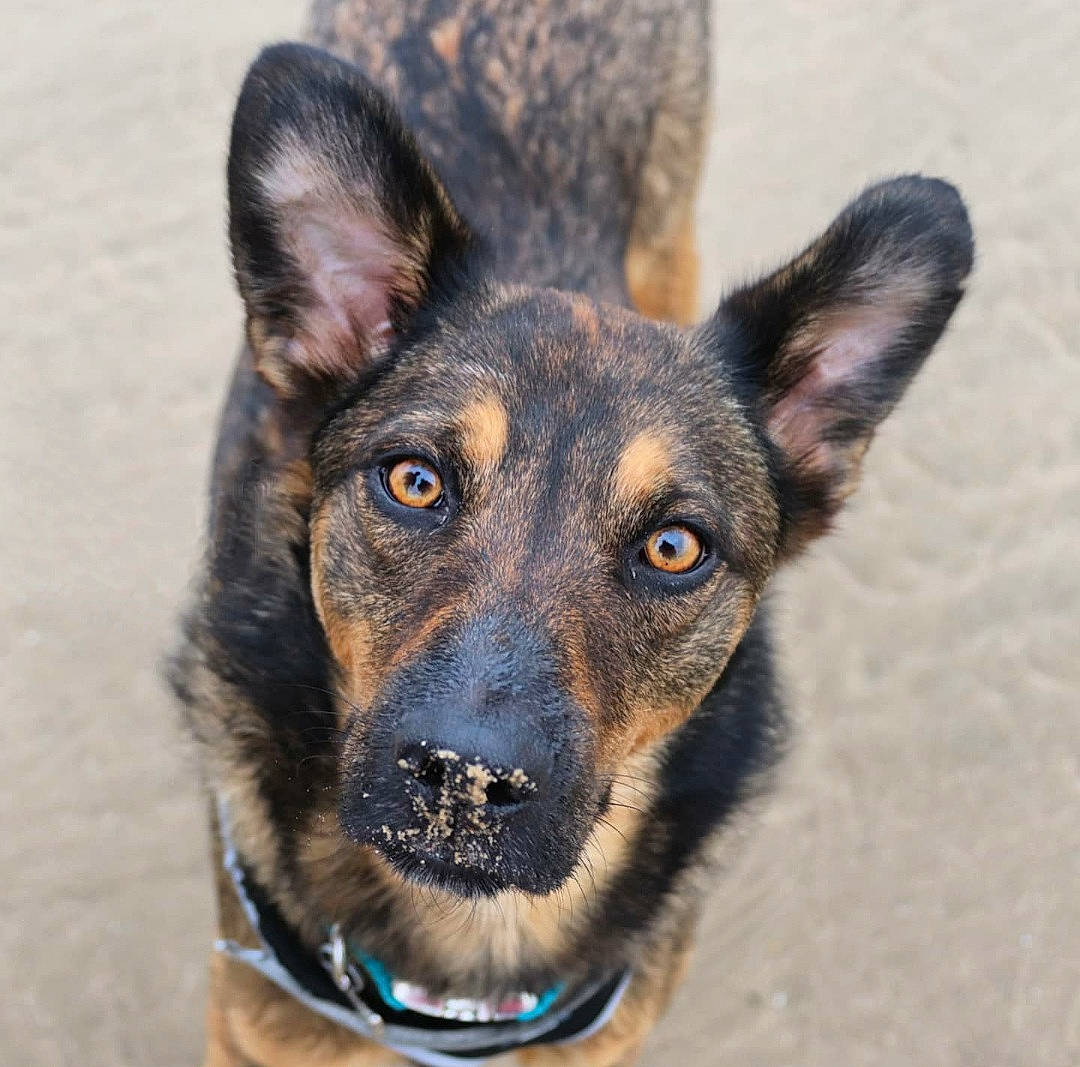 Nelson joined the competition — help win amazing prizes! bohemian_shepherd, canidae, carnivore, dog, dog_breed, ear, east_european_shepherd, eye, german_shepherd_dog, herding_dog, king_shepherd, koolie, kunming_wolfdog, mammal, rare_breed_dog, shiloh_shepherd_dog, snout, vertebrate, whiskers, working_dog