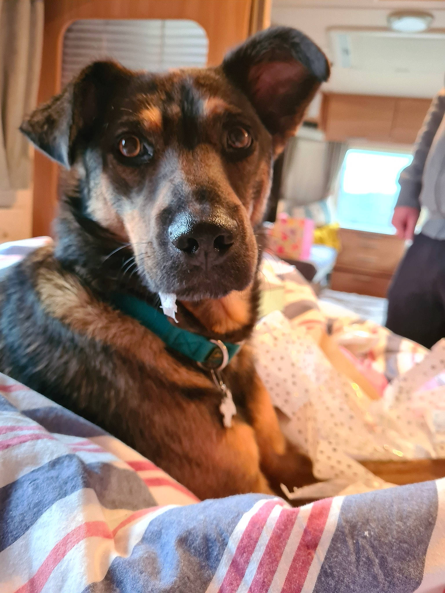 Nelson joined the competition — help win amazing prizes! black_and_tan_terrier, canidae, carnivore, companion_dog, dog, dog_breed, fawn, feist, mammal, mountain_cur, potcake_dog, rare_breed_dog, snout