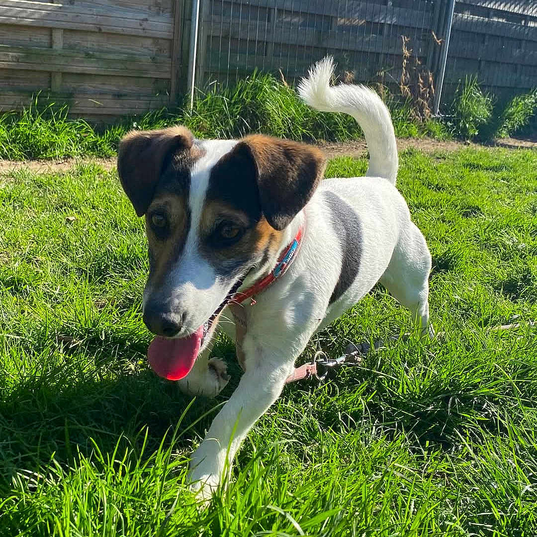 Oréo a rejoint le concours — aidez-le/la à gagner de superbes lots ! animal, backyard, ball, canine, dog, football, grass, herbal, hound, indoors, interiordesign, nature, outdoors, pet, plant, puppy, soccer, soccerball, sport, yard