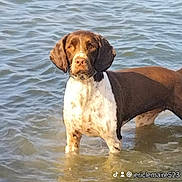 Paco participe au concours pour gagner de l'argent avec cette photo : dog, water, outdoor, animal, brown, white, standing, ripples, shallow_water, canine, pet, sunlight, nature, summer, calm, looking, wet, body, ears, snout
