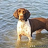 dog, water, outdoor, animal, brown, white, standing, ripples, shallow_water, canine, pet, sunlight, nature, summer, calm, looking, wet, body, ears, snout