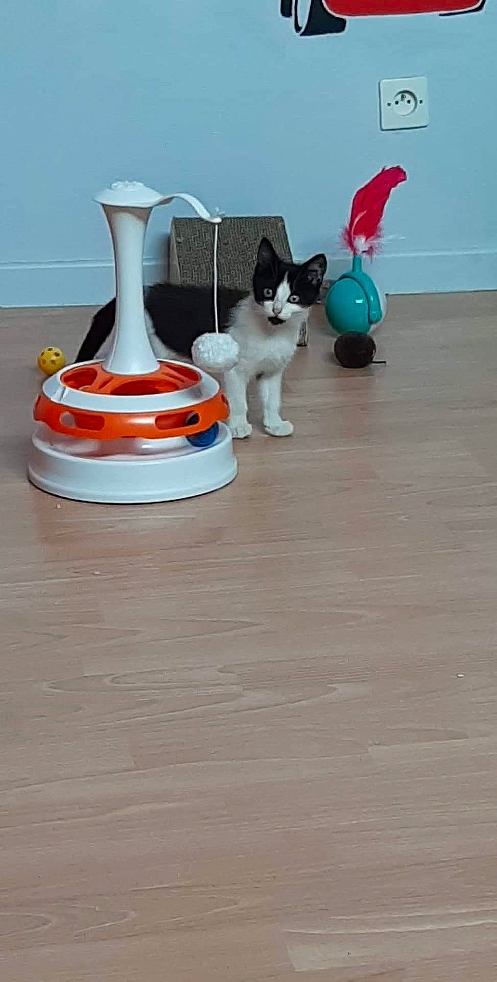 T-rex participe au concours pour gagner de l'argent avec cette photo : carnivore, cat, companion_dog, drinkware, electric_blue, felidae, floor, flooring, hardwood, laminate_flooring, paw, pet_supply, room, small_to_medium_sized_cats, tableware, tail, toy, whiskers, wood, wood_flooring