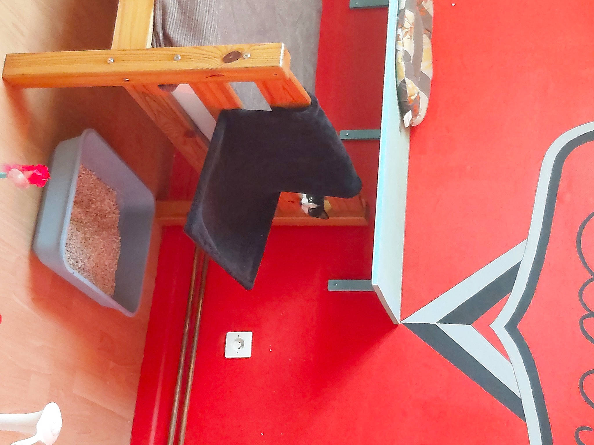 T-rex a rejoint le concours — aidez-le/la à gagner de superbes lots ! art, carmine, door, font, hardwood, home_door, magenta, metal, paint, pattern, pet_supply, plywood, rectangle, red, room, stairs, vehicle_door, visual_arts, wood, wood_stain