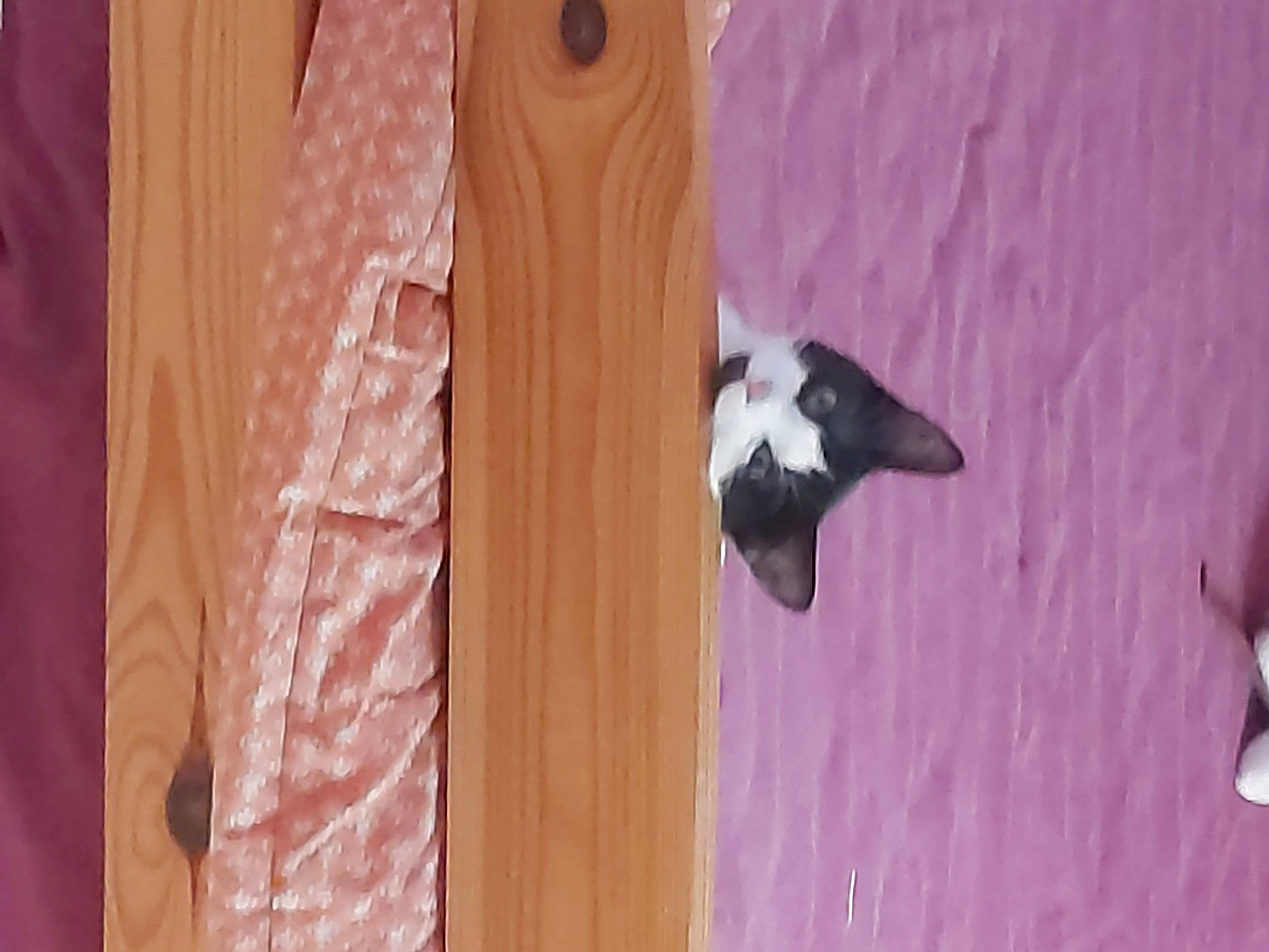 T-rex participe au concours pour gagner de l'argent avec cette photo : carnivore, curtain, door, felidae, flooring, fur, hardwood, home_door, magenta, pattern, peach, pet_supply, plywood, purple, room, small_to_medium_sized_cats, tail, tints_and_shades, wood, wood_stain