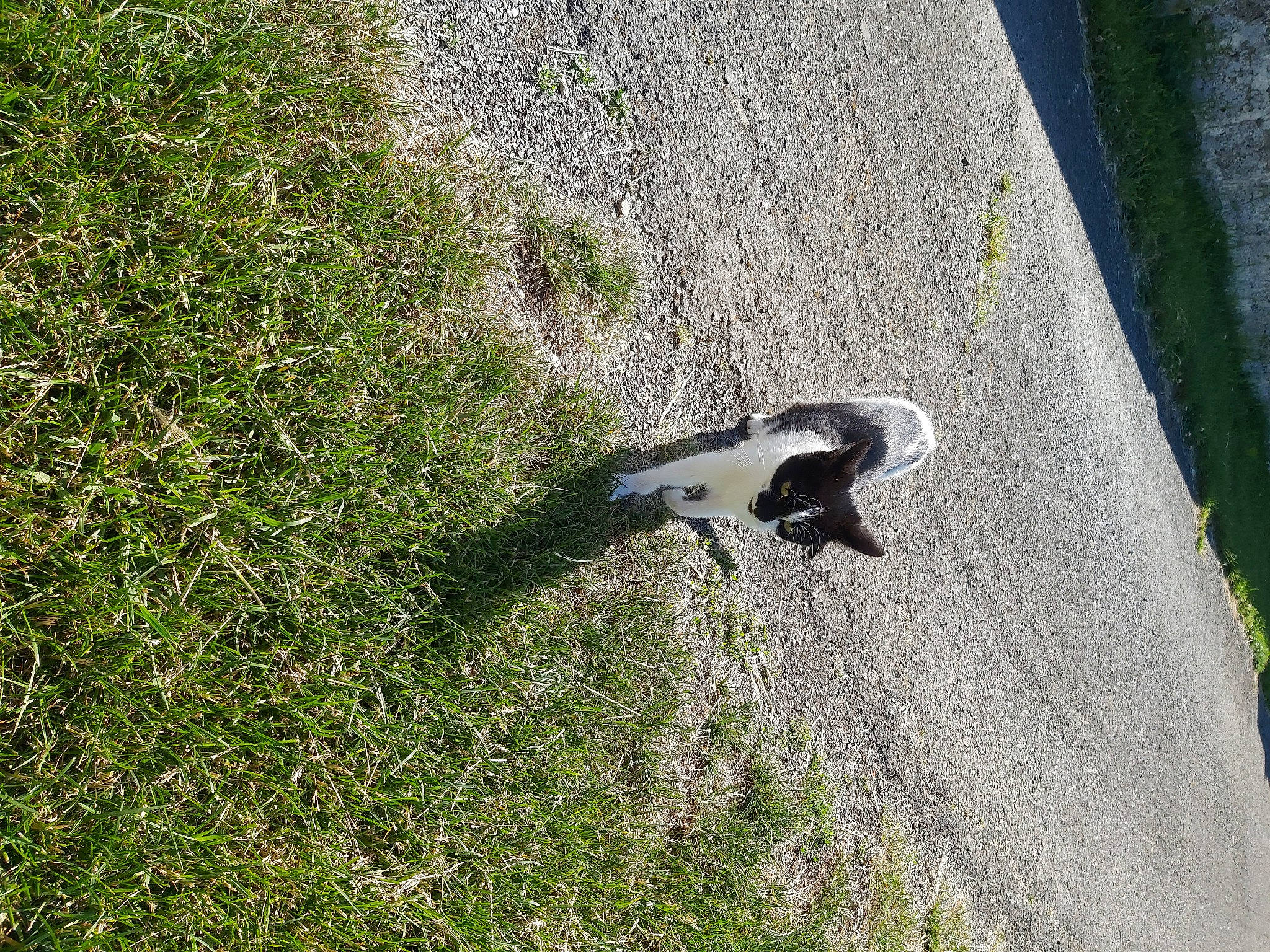 Minette a rejoint le concours — aidez-le/la à gagner de superbes lots ! asphalt, beak, grass, grass_family, grassland, groundcover, landscape, plant, road, road_surface, shadow, sidewalk, slope, soil, sporting_group, tail, terrestrial_animal, tree, waterfowl, wood