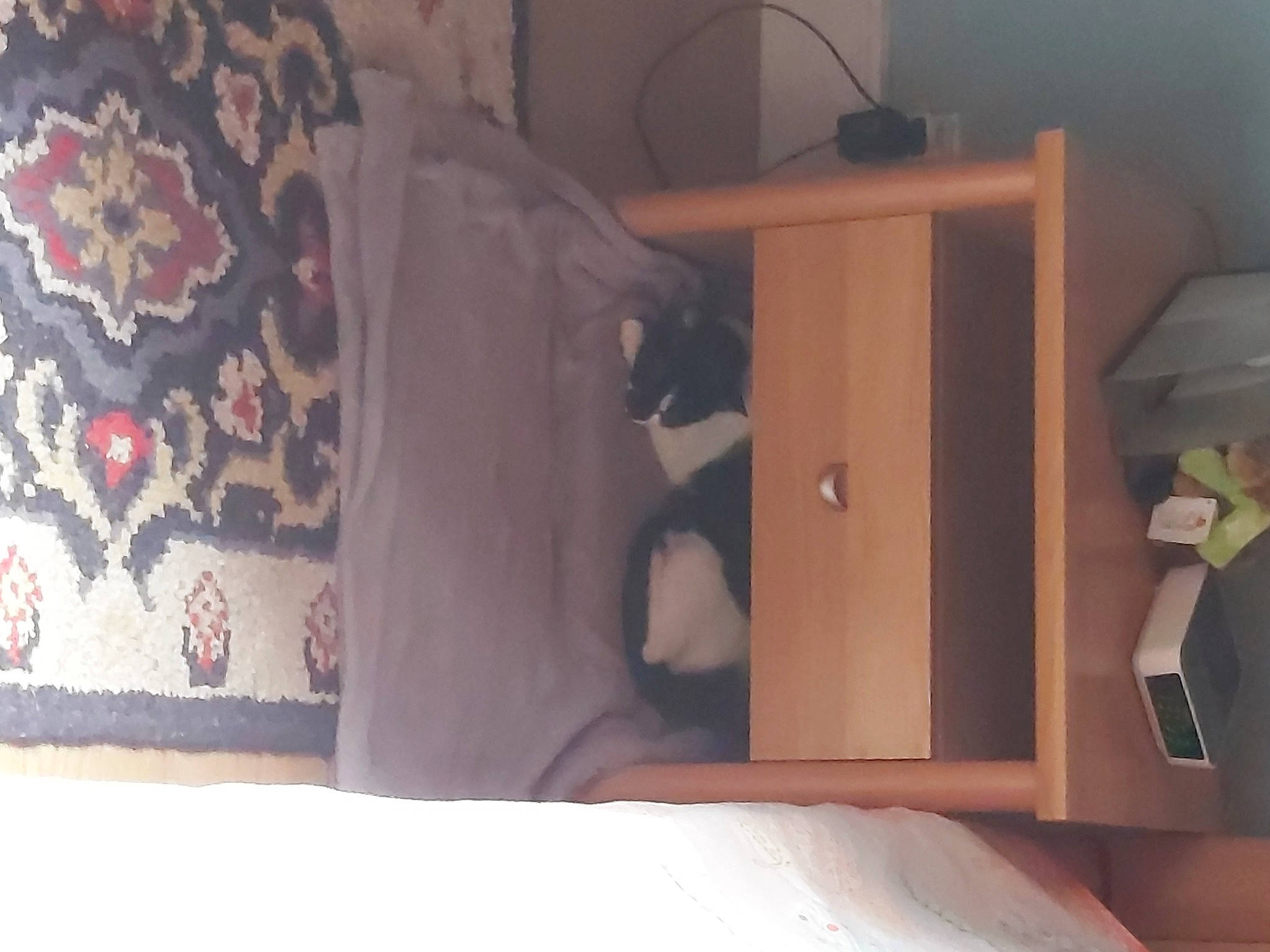 Minette a rejoint le concours — aidez-le/la à gagner de superbes lots ! bed, bed_frame, bed_sheet, bedding, bedroom, comfort, curtain, drawer, felidae, flooring, hardwood, home_accessories, house, linens, pattern, room, shelf, shelving, table, wood