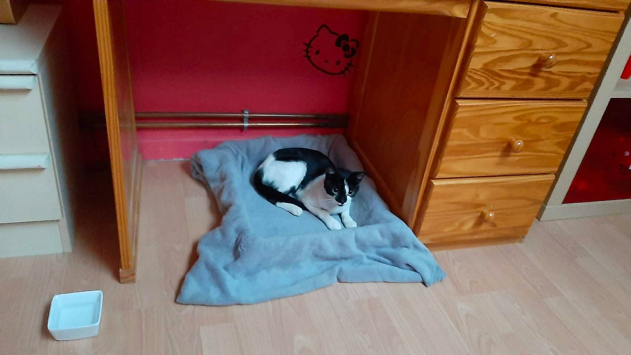 Minette participe au concours pour gagner de l'argent avec cette photo : cabinetry, carnivore, chest_of_drawers, comfort, companion_dog, cupboard, dog, dog_breed, drawer, dresser, fawn, floor, flooring, furniture, hardwood, interior_design, laminate_flooring, property, wood, wood_stain