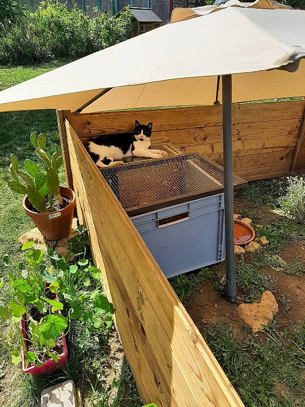 Maïa participe au concours pour gagner de l'argent avec cette photo : carnivore, cat, flowerpot, grass, groundcover, hardwood, houseplant, landscape, outdoor_furniture, outdoor_structure, pet_supply, plant, plywood, roof, shade, soil, tints_and_shades, umbrella, wood, wood_stain