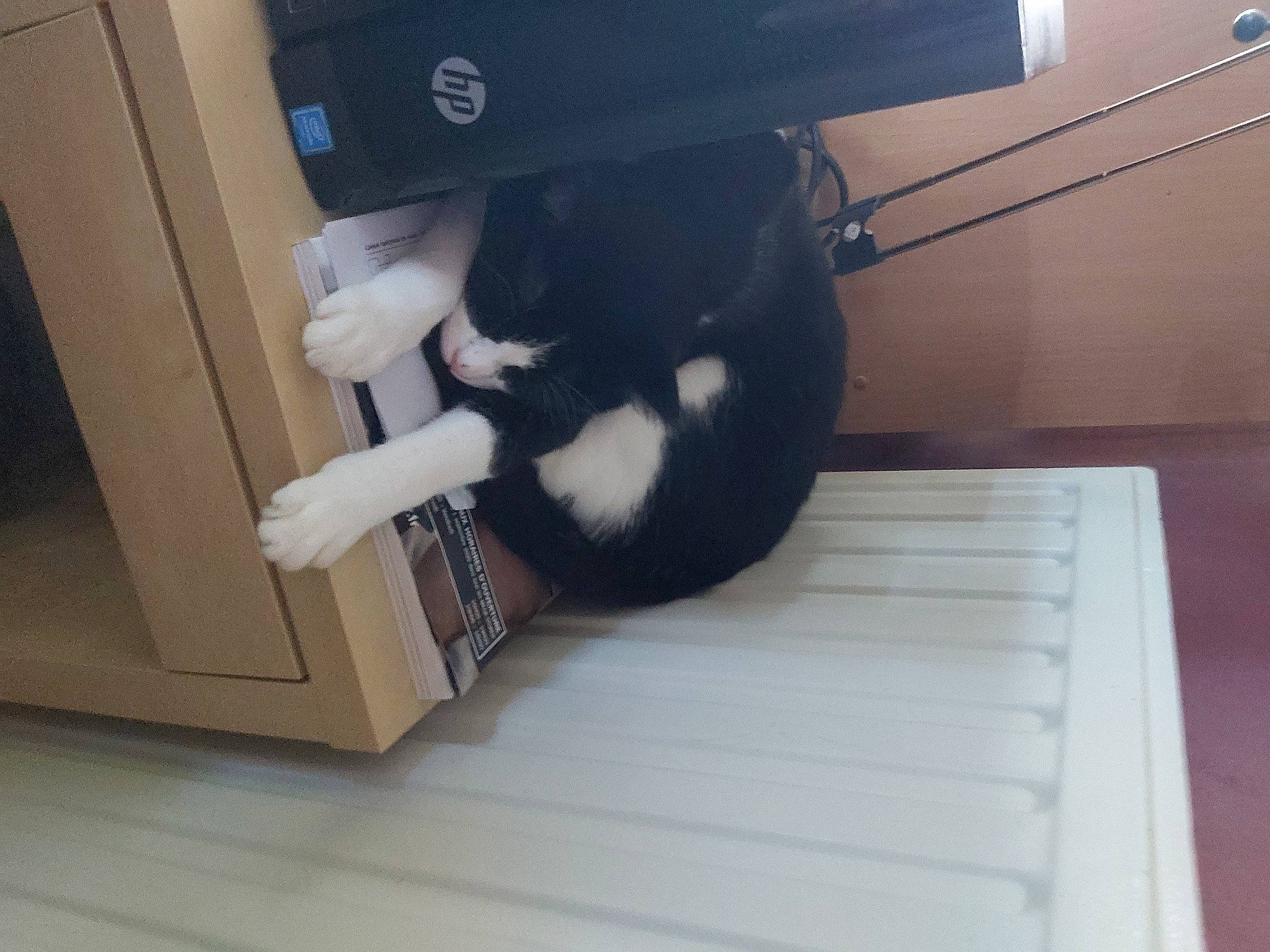 Maïa a rejoint le concours — aidez-le/la à gagner de superbes lots ! canidae, carnivore, cat, comfort, companion_dog, dog_breed, felidae, floor, flooring, fur, hardwood, human_leg, laminate_flooring, pet_supply, room, small_to_medium_sized_cats, sporting_group, tail, whiskers, wood