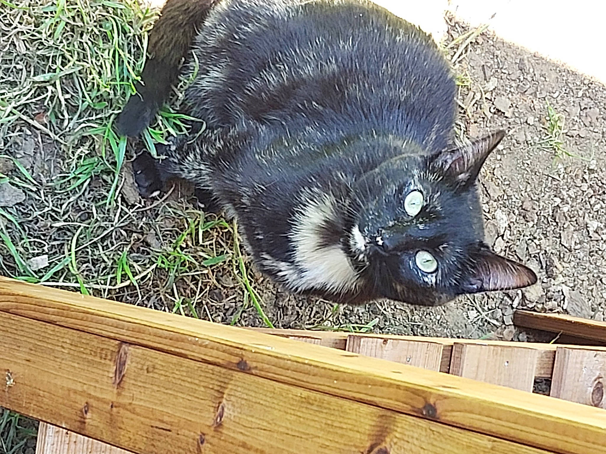 Oxy participe au concours pour gagner de l'argent avec cette photo : black_cat, carnivore, cat, claw, domestic_short_haired_cat, felidae, fur, grass, hardwood, paw, plank, plant, small_to_medium_sized_cats, snout, tail, terrestrial_animal, vertebrate, whiskers, wildlife, wood