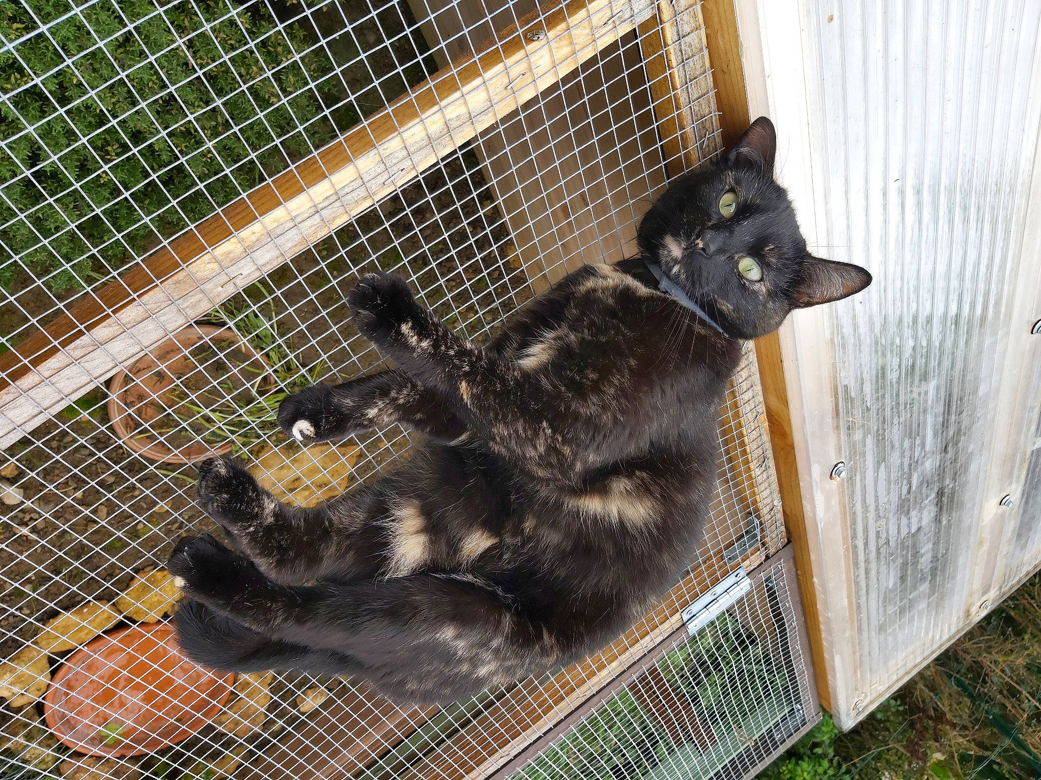 Oxy participe au concours pour gagner de l'argent avec cette photo : animal_shelter, black_cat, cage, carnivore, cat, dog_breed, domestic_rabbit, domestic_short_haired_cat, felidae, fence, kennel, mesh, pet_supply, rabbit, small_to_medium_sized_cats, snout, tail, terrestrial_animal, whiskers, wire_fencing