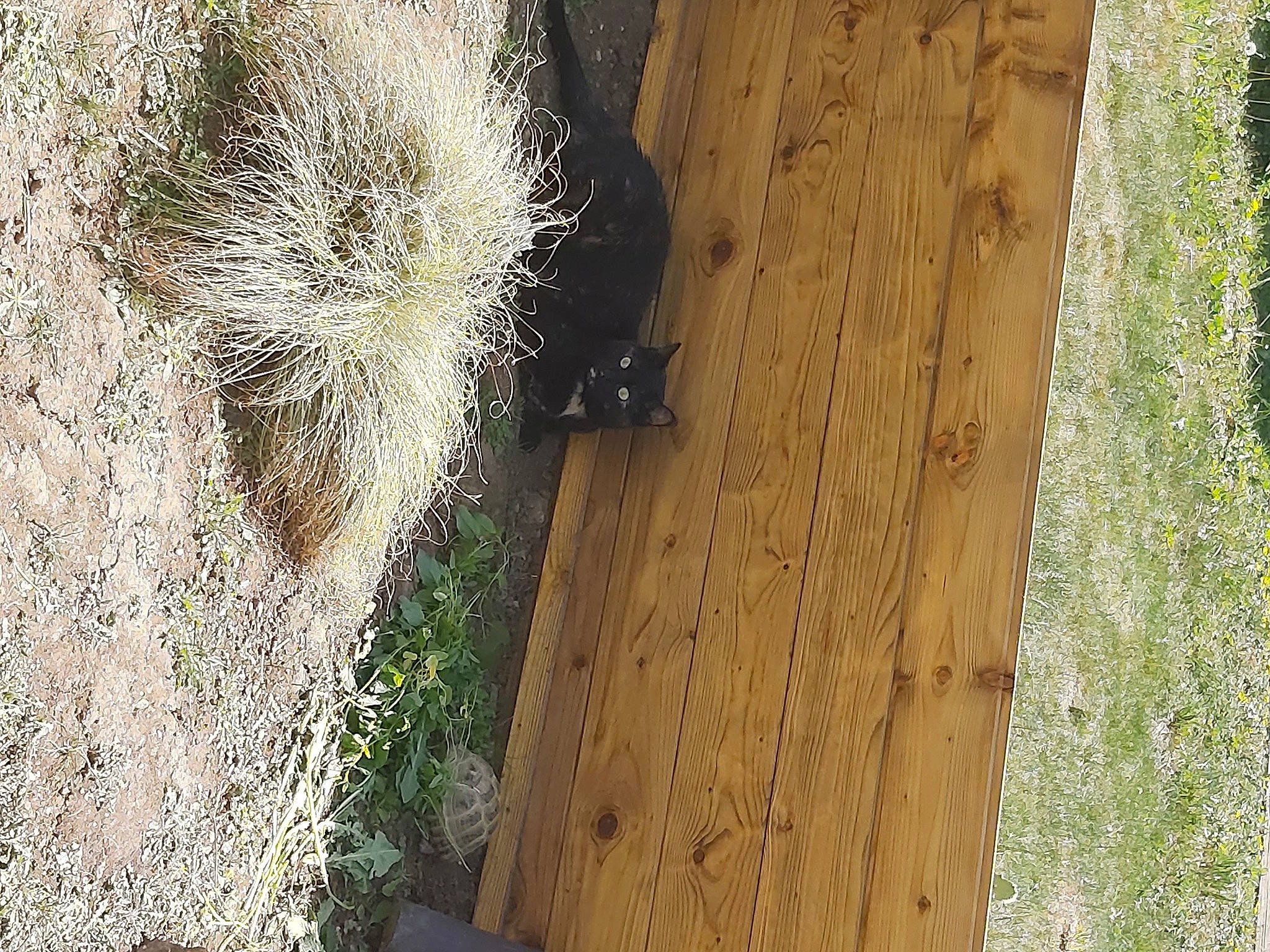 Oxy a rejoint le concours — aidez-le/la à gagner de superbes lots ! fawn, fur, grass, grass_family, hardwood, landscape, plank, plant, plant_stem, plywood, shadow, snout, soil, terrestrial_animal, tree, trunk, twig, wildlife, wood, wood_stain