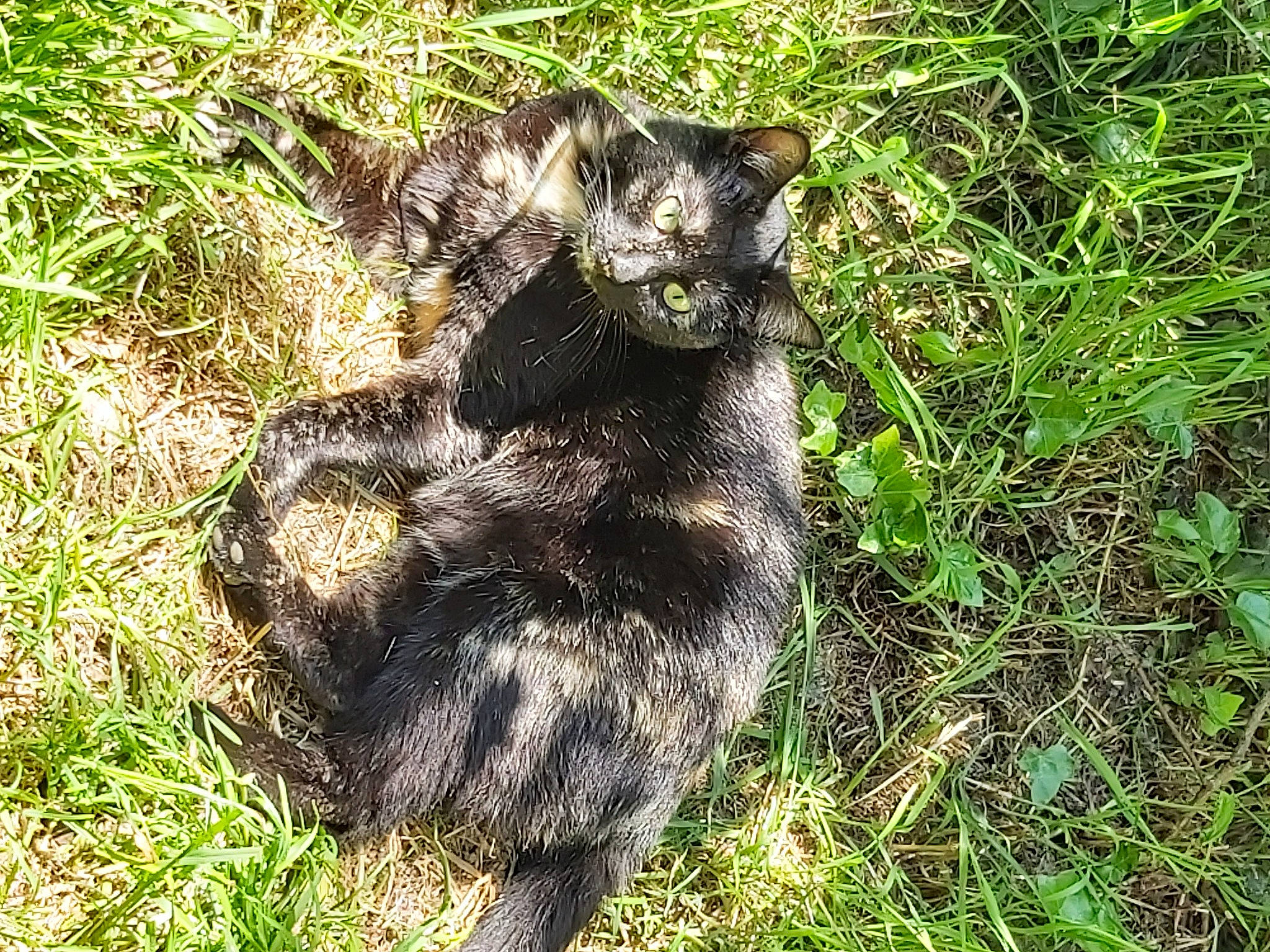 Oxy participe au concours pour gagner de l'argent avec cette photo : canidae, carnivore, cat, claw, dog_breed, domestic_short_haired_cat, felidae, fur, grass, groundcover, paw, small_to_medium_sized_cats, snout, soil, sporting_group, tail, terrestrial_animal, whiskers, wildlife