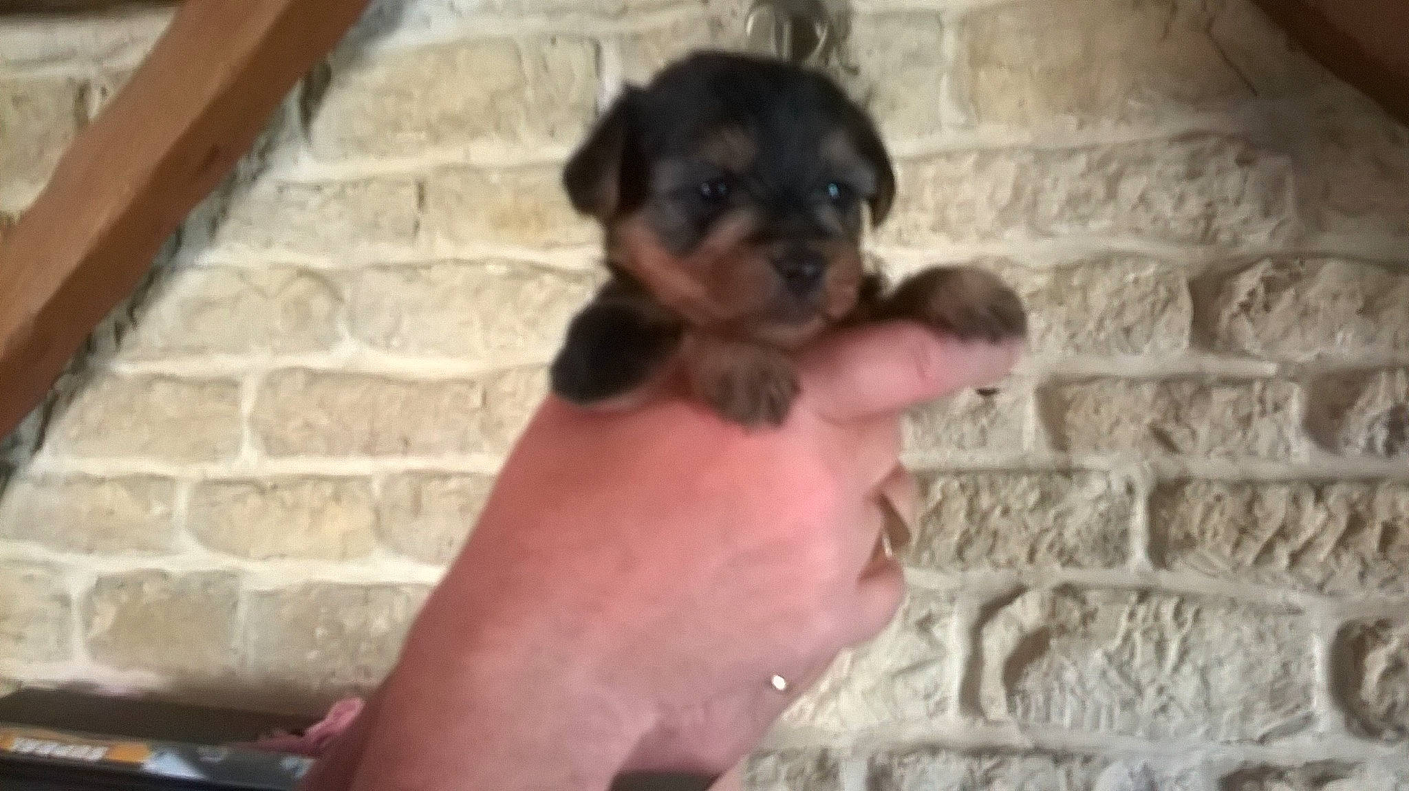 Griotte participe au concours pour gagner de l'argent avec cette photo : ancient_dog_breeds, canidae, carnivore, chihuahua, companion_dog, dog, dog_breed, dog_supply, fawn, fur, liver, non_sporting_group, pattern, puppy, small_terrier, snout, sporting_group, terrestrial_animal, toy_dog, working_animal