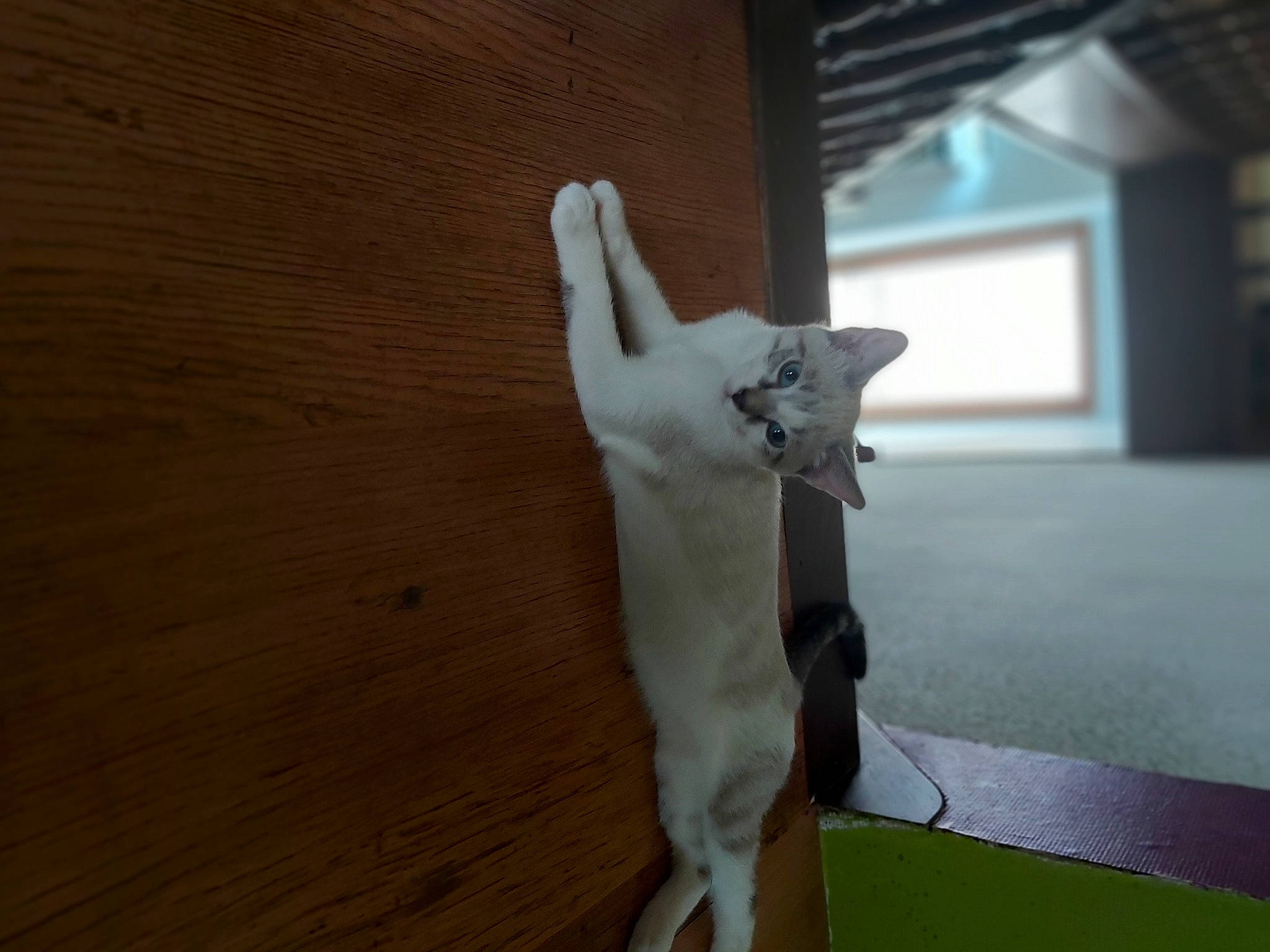 Trompette a rejoint le concours — aidez-le/la à gagner de superbes lots ! art, canidae, carnivore, companion_dog, dog_breed, fawn, felidae, flooring, foot, gesture, hardwood, sculpture, small_to_medium_sized_cats, snout, sporting_group, tail, toy, whiskers, wood, working_animal