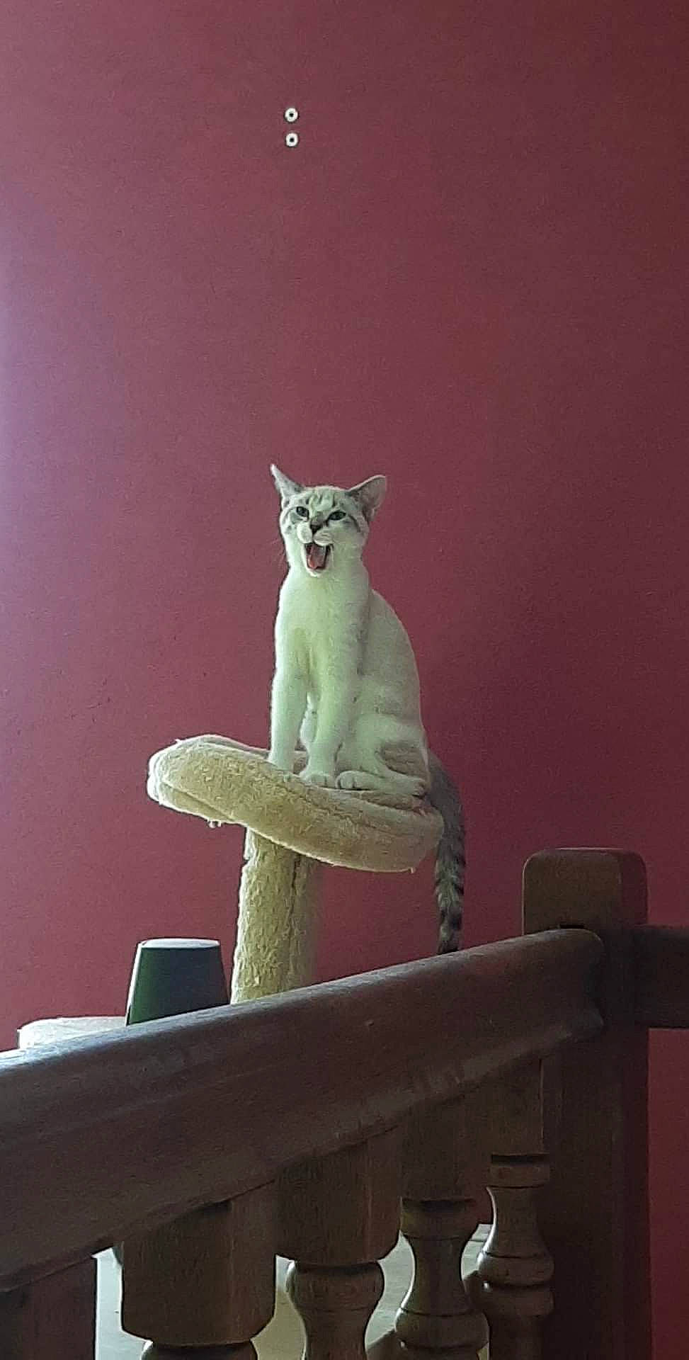 Trompette a rejoint le concours — aidez-le/la à gagner de superbes lots ! art, artifact, carnivore, cat, cat_supply, fawn, felidae, grey, metal, pet_supply, sculpture, small_to_medium_sized_cats, stairs, statue, tail, terrestrial_animal, visual_arts, whiskers, window, wood