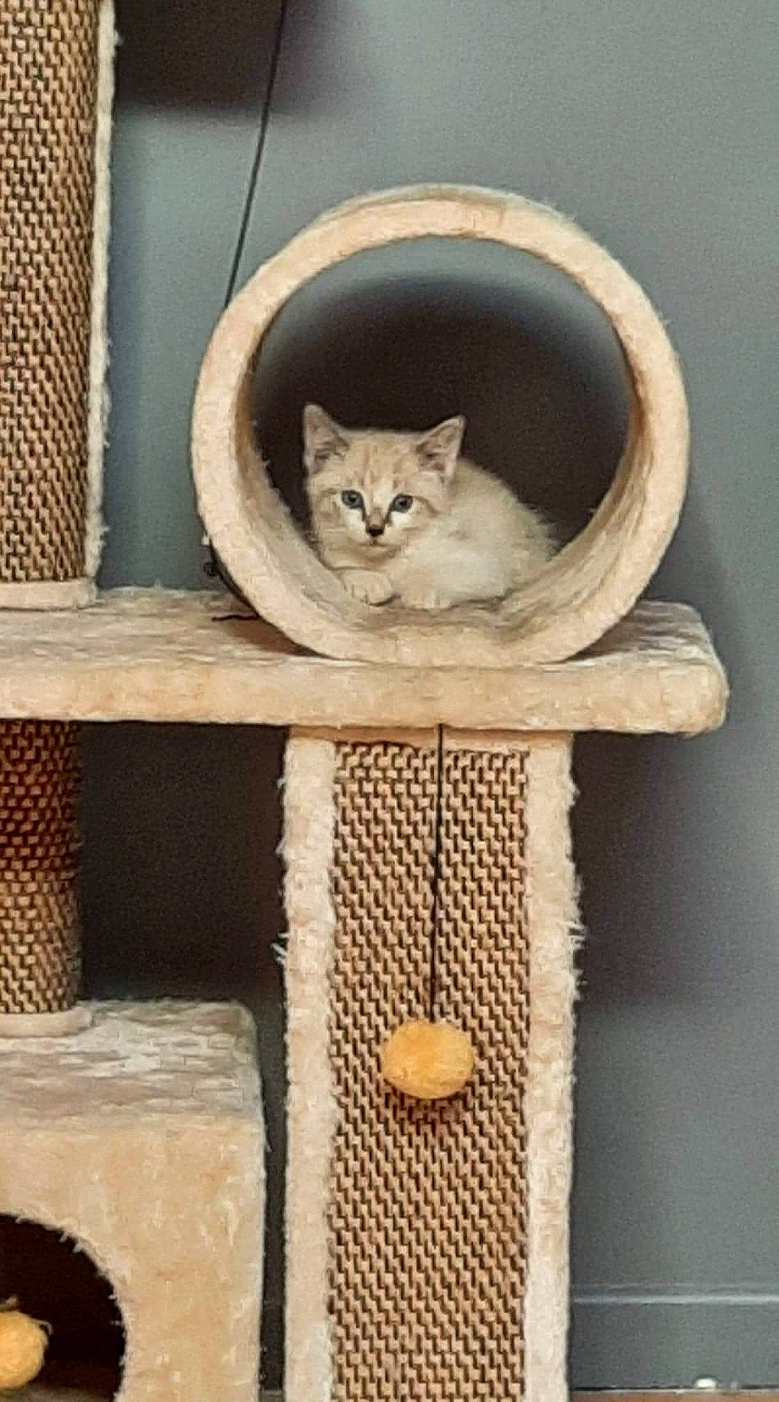 Trompette participe au concours pour gagner de l'argent avec cette photo : basket, beige, carnivore, cat, cat_bed, cat_supply, chair, fawn, felidae, furniture, hardwood, pet_supply, shelf, shelving, small_to_medium_sized_cats, table, tail, whiskers, wicker, wood