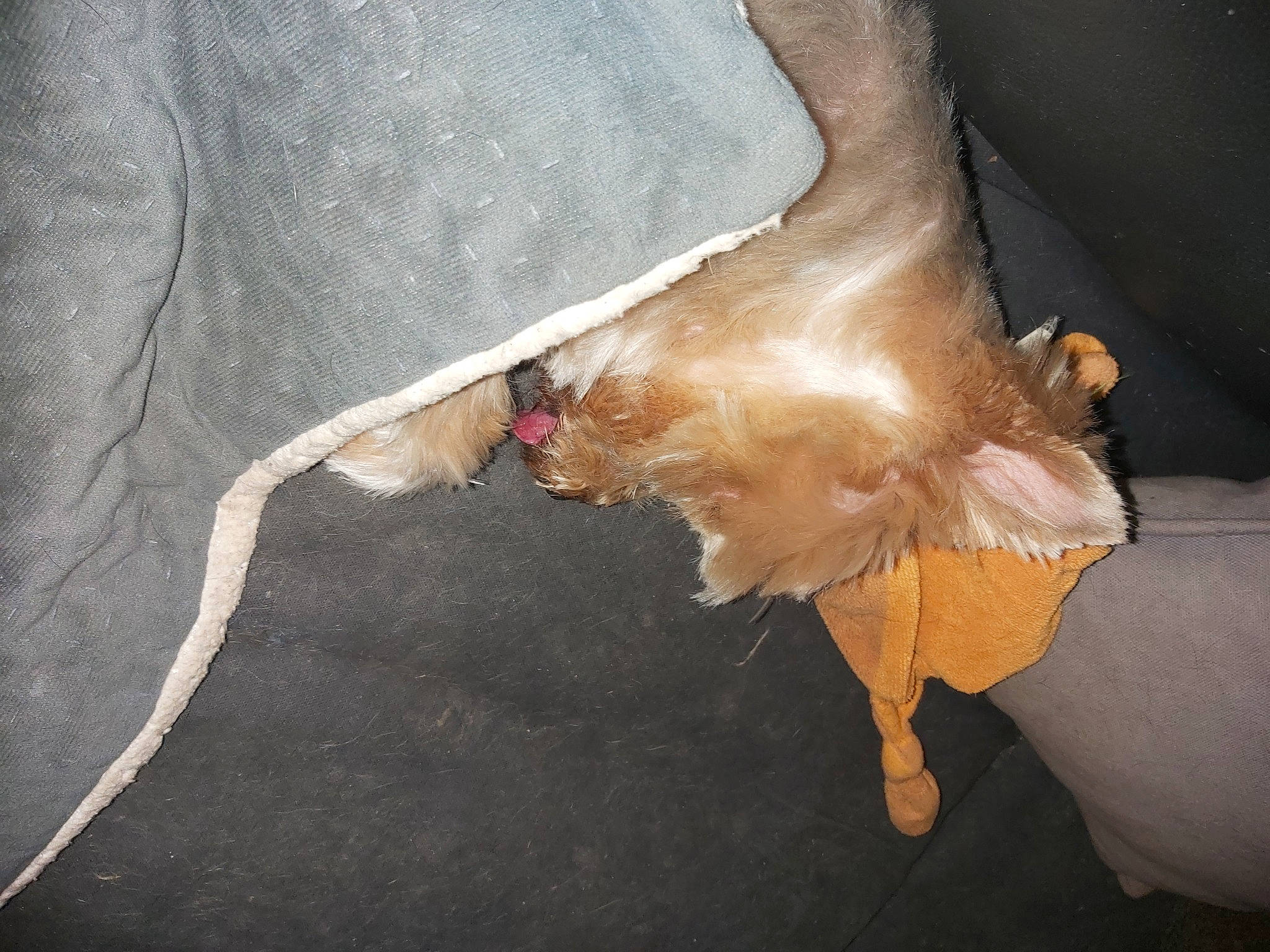 Iwik a rejoint le concours — aidez-le/la à gagner de superbes lots ! arm, barefoot, bat, canidae, elbow, feather, flooring, foot, fur, human_body, human_leg, knee, sleeve, sporting_group, tail, tree, wood, wrist