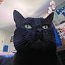 Blaze joined the competition — help win amazing prizes! black_cat, cat, indoor, green_eyes, close_up, pet, feline, whiskers, portrait, animal, household, domestic, cute, fur, looking_up, ears, mystical, soft_light, decor, blurred_background