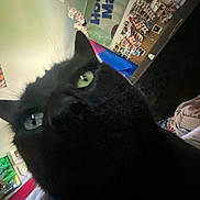 Blaze joined the competition — help win amazing prizes! black_cat, cat, green_eyes, close_up, indoor, bulletin_board, photos, flag, wall, room, furniture, soft_lighting, candid, tilted_angle, pet, animal, domestic_cat, cozy, decor, whiskers
