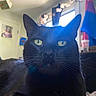 Blaze joined the competition — help win amazing prizes! cat, black_cat, pet, animal, indoor, closeup, green_eyes, whiskers, fur, window, curtains, flag, decoration, room, furniture, domestic, portrait, focus, soft_light, relaxed