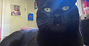 Blaze is registered to the contest to win money with this photo: black_cat, cat, indoor, window, artwork, painting, door, curtain, light, lens_flare, pet, animal, whiskers, feline, green_eyes, relaxing, cozy, home, fur, portrait