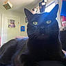 black_cat, cat, indoor, window, artwork, painting, door, curtain, light, lens_flare, pet, animal, whiskers, feline, green_eyes, relaxing, cozy, home, fur, portrait