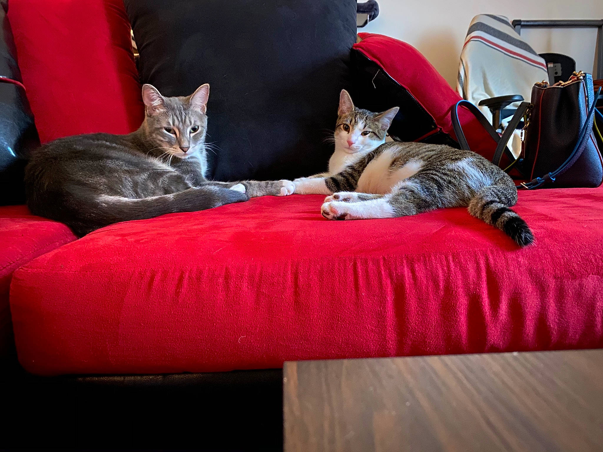 Luffy joined the competition — help win amazing prizes! american_shorthair, asian, carnivore, cat, chair, comfort, couch, domestic_short_haired_cat, european_shorthair, felidae, fur, furniture, kitten, mammal, room, small_to_medium_sized_cats, tabby_cat, whiskers