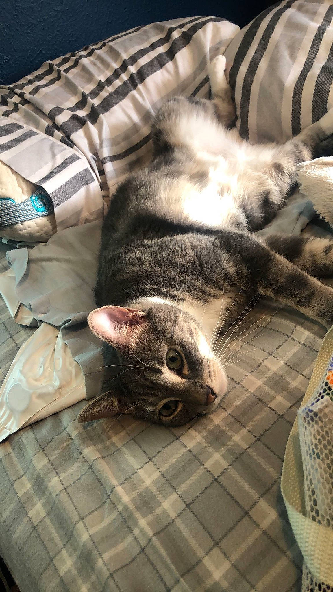 Luffy is registered to the contest to win money with this photo: american_shorthair, carnivore, cat, domestic_short_haired_cat, dragon_li, european_shorthair, felidae, fur, kitten, nap, sleep, small_to_medium_sized_cats, snout, tabby_cat, whiskers