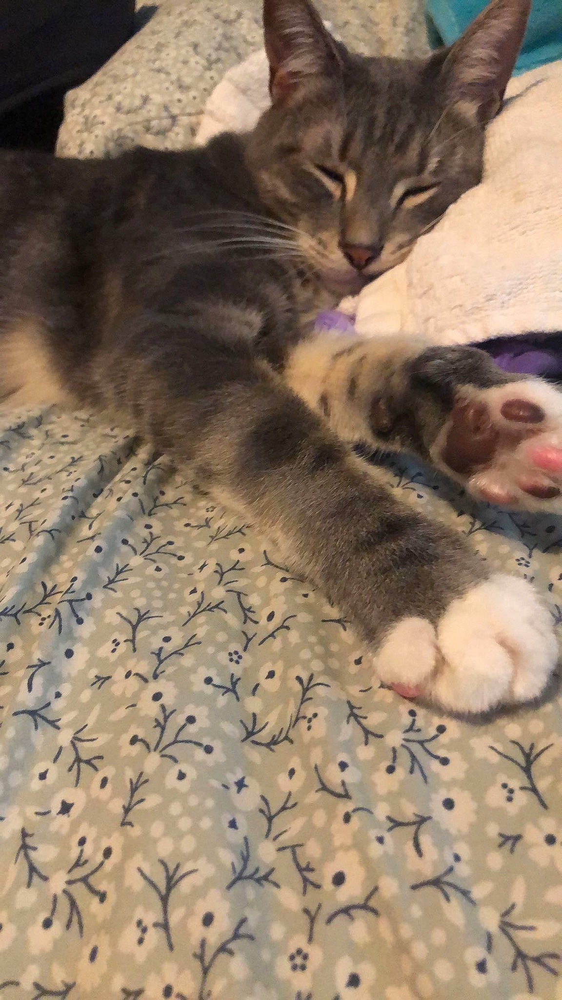 Luffy is registered to the contest to win money with this photo: aegean_cat, american_shorthair, carnivore, cat, claw, domestic_short_haired_cat, european_shorthair, fawn, felidae, fur, kitten, mammal, nap, paw, pixie_bob, polydactyl_cat, small_to_medium_sized_cats, snout, tabby_cat, whiskers