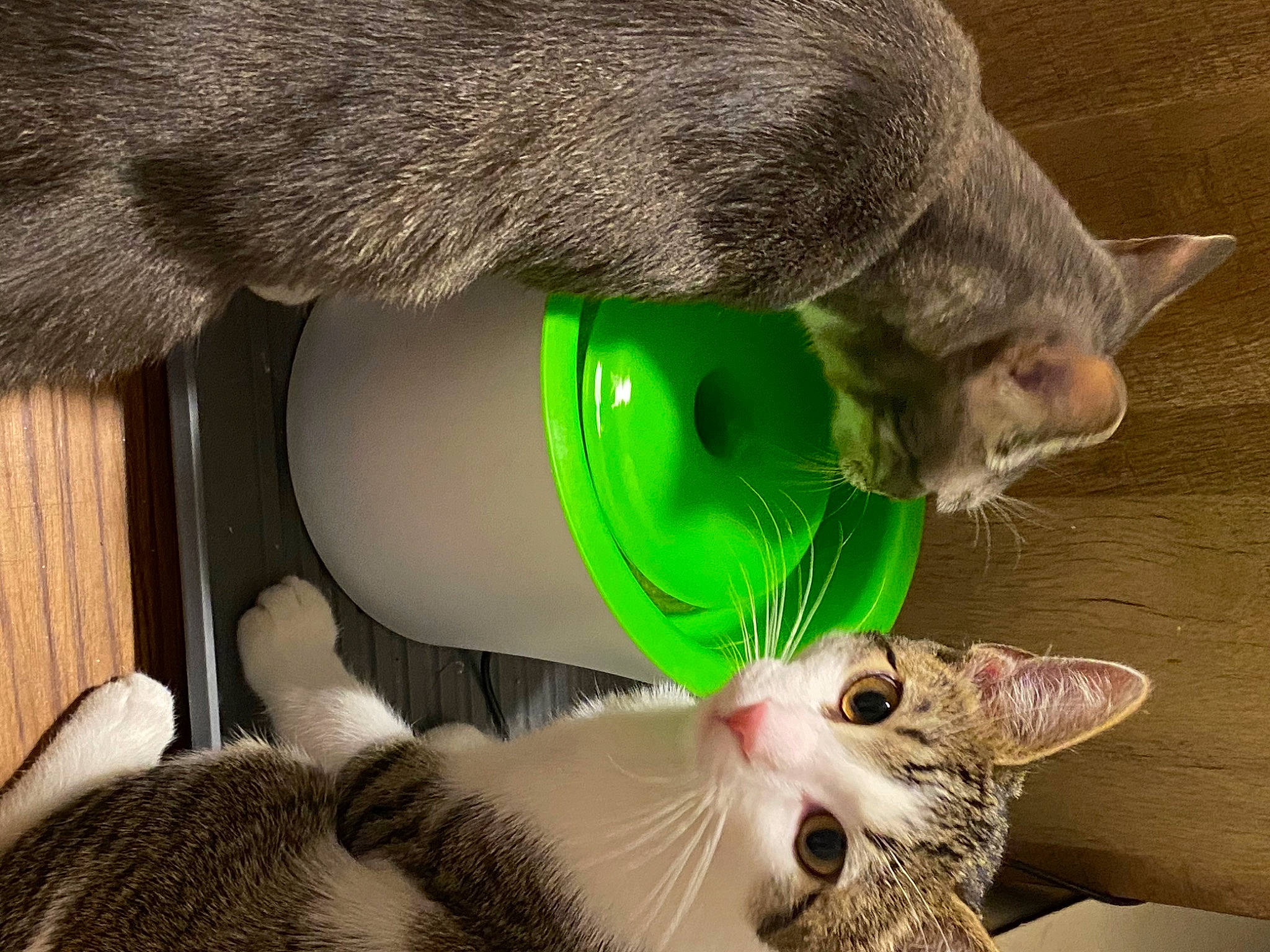 Sushi is registered to the contest to win money with this photo: asian, carnivore, cat, domestic_short_haired_cat, european_shorthair, fawn, felidae, green, kitten, mammal, oriental_shorthair, russian_blue, singapura, small_to_medium_sized_cats, snout, vertebrate, whiskers