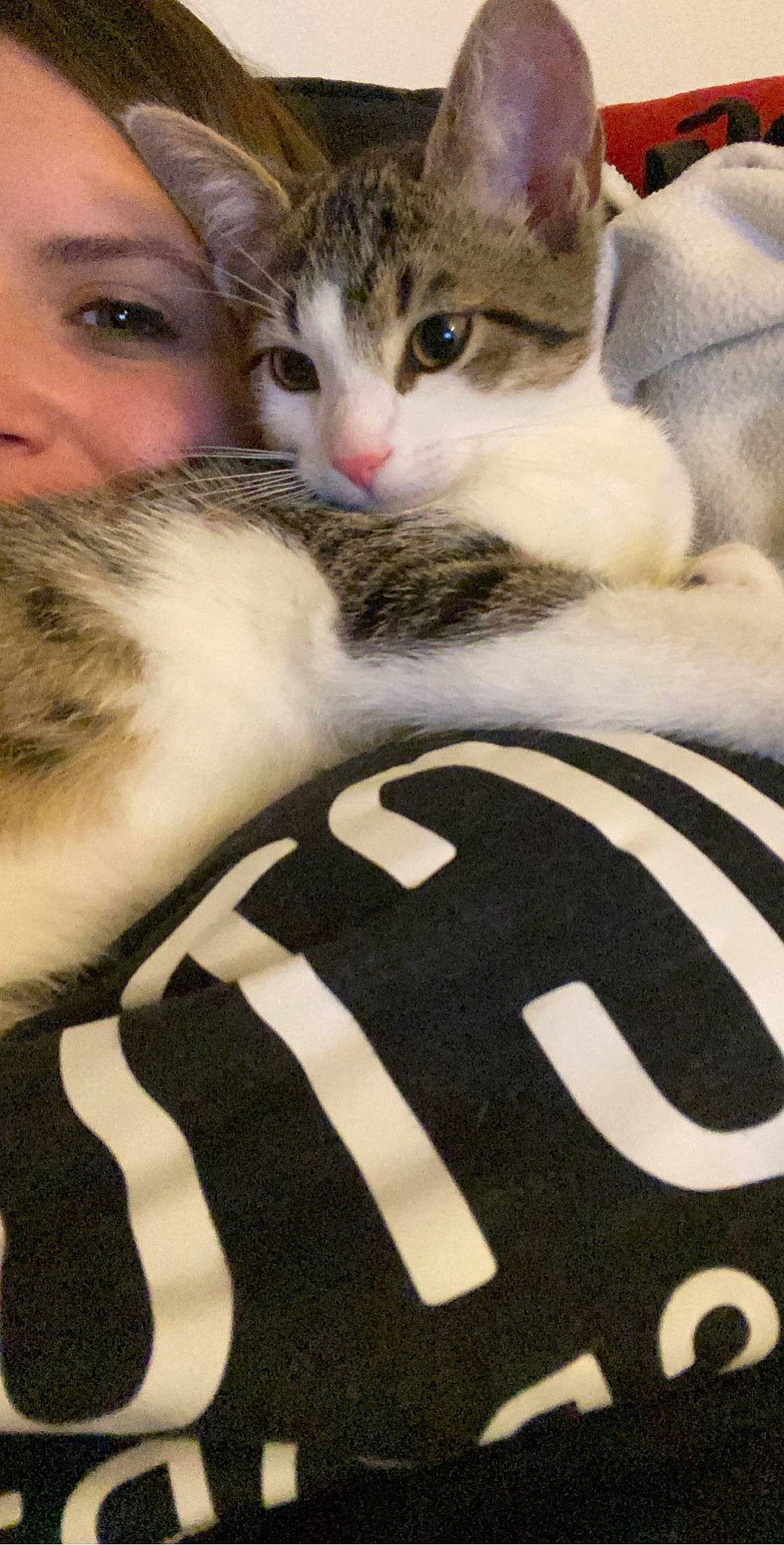 Sushi joined the competition — help win amazing prizes! aegean_cat, american_shorthair, american_wirehair, asian, carnivore, cat, domestic_short_haired_cat, european_shorthair, felidae, fur, kitten, mammal, polydactyl_cat, small_to_medium_sized_cats, tabby_cat, whiskers