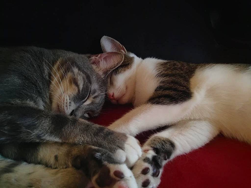 Sushi joined the competition — help win amazing prizes! american_wirehair, asian, carnivore, cat, domestic_short_haired_cat, ear, european_shorthair, fawn, felidae, fur, kitten, mammal, nap, paw, sleep, small_to_medium_sized_cats, snout, tabby_cat, vertebrate, whiskers