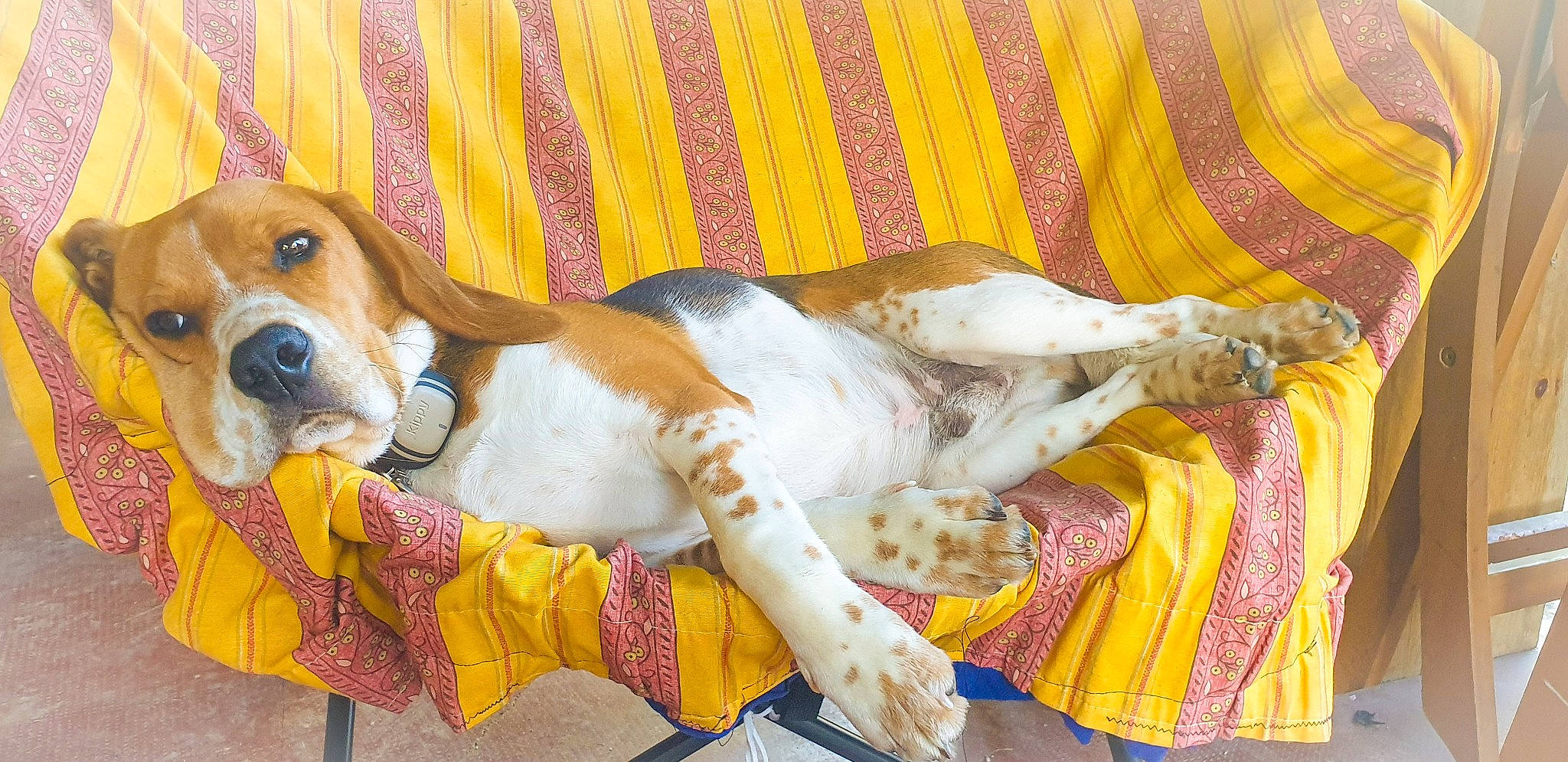 Pilou participe au concours pour gagner de l'argent avec cette photo : american_foxhound, basset_artesien_normand, basset_hound, beagle, beagle_harrier, canidae, carnivore, companion_dog, dog, dog_breed, english_coonhound, english_foxhound, estonian_hound, finnish_hound, grand_anglo_francais_tricolore, harrier, mammal, schweizer_laufhund, snout, vertebrate