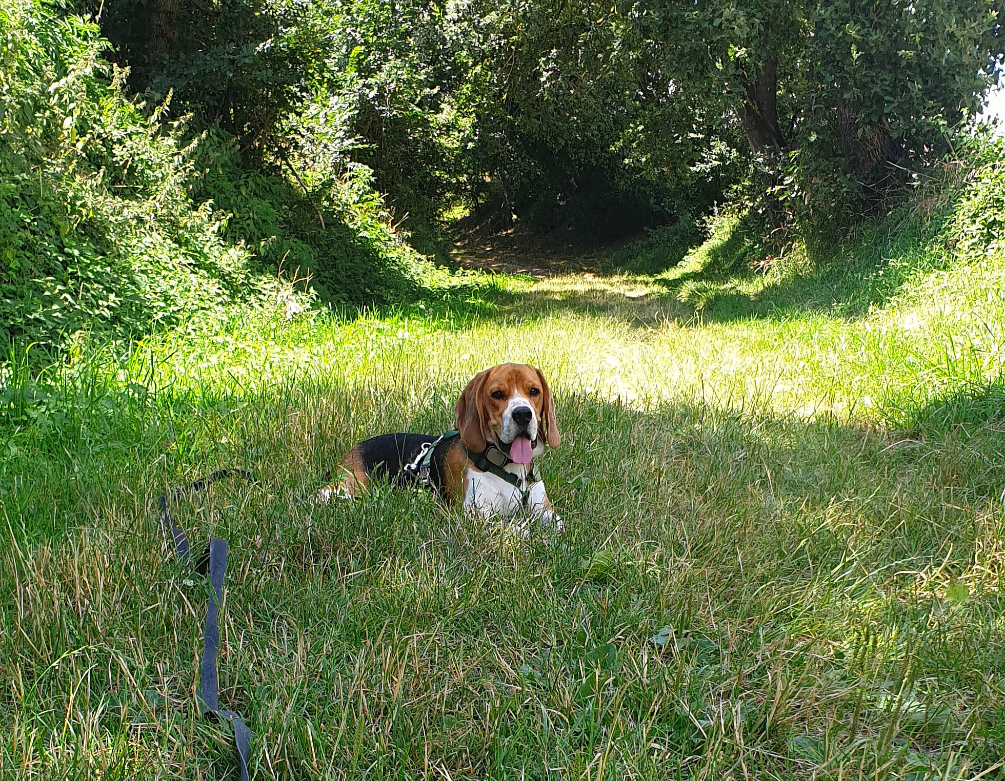 Pilou participe au concours pour gagner de l'argent avec cette photo : artois_hound, beagle, beagle_harrier, canidae, carnivore, coonhound, dog, dog_breed, estonian_hound, finnish_hound, grass, harrier, hound, hunting_dog, mammal, plant, serbian_tricolour_hound, sporting_group, treeing_walker_coonhound, vertebrate