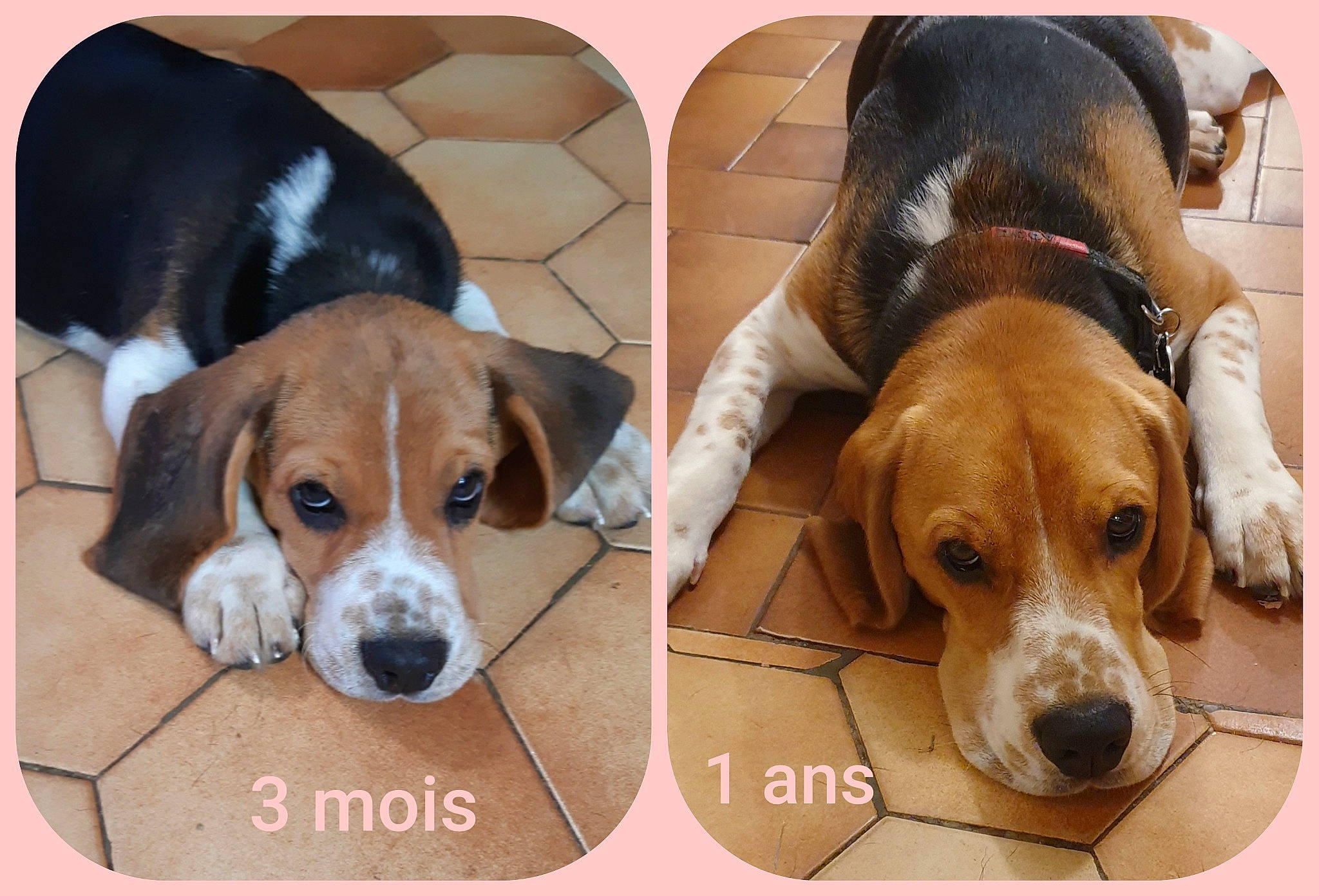 Pilou participe au concours pour gagner de l'argent avec cette photo : american_foxhound, beagle, beagle_harrier, beaglier, canidae, carnivore, dog, dog_breed, english_foxhound, estonian_hound, finnish_hound, grand_anglo_francais_tricolore, hamiltonstovare, harrier, mammal, pocket_beagle, serbian_tricolour_hound, snout, treeing_walker_coonhound, vertebrate